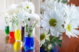 Use white flowers and food coloring for a fun centerpiece and springtime science experiment.
