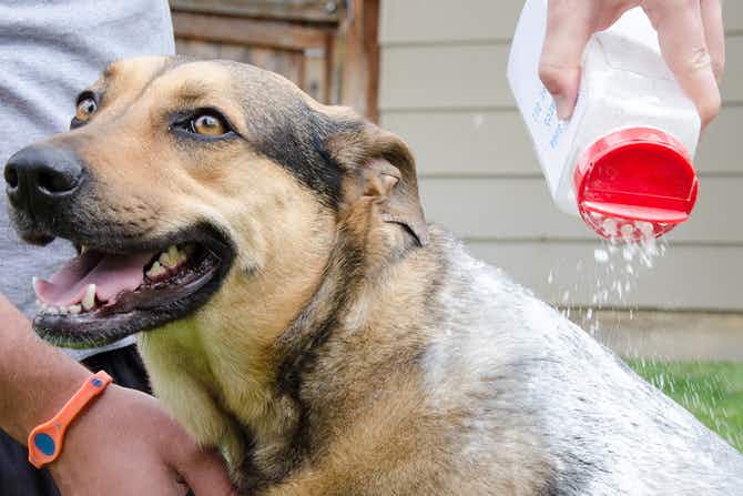A dog is looking up while a person is sprinkling the homemade Dry Dog Shampoo onto its fur.