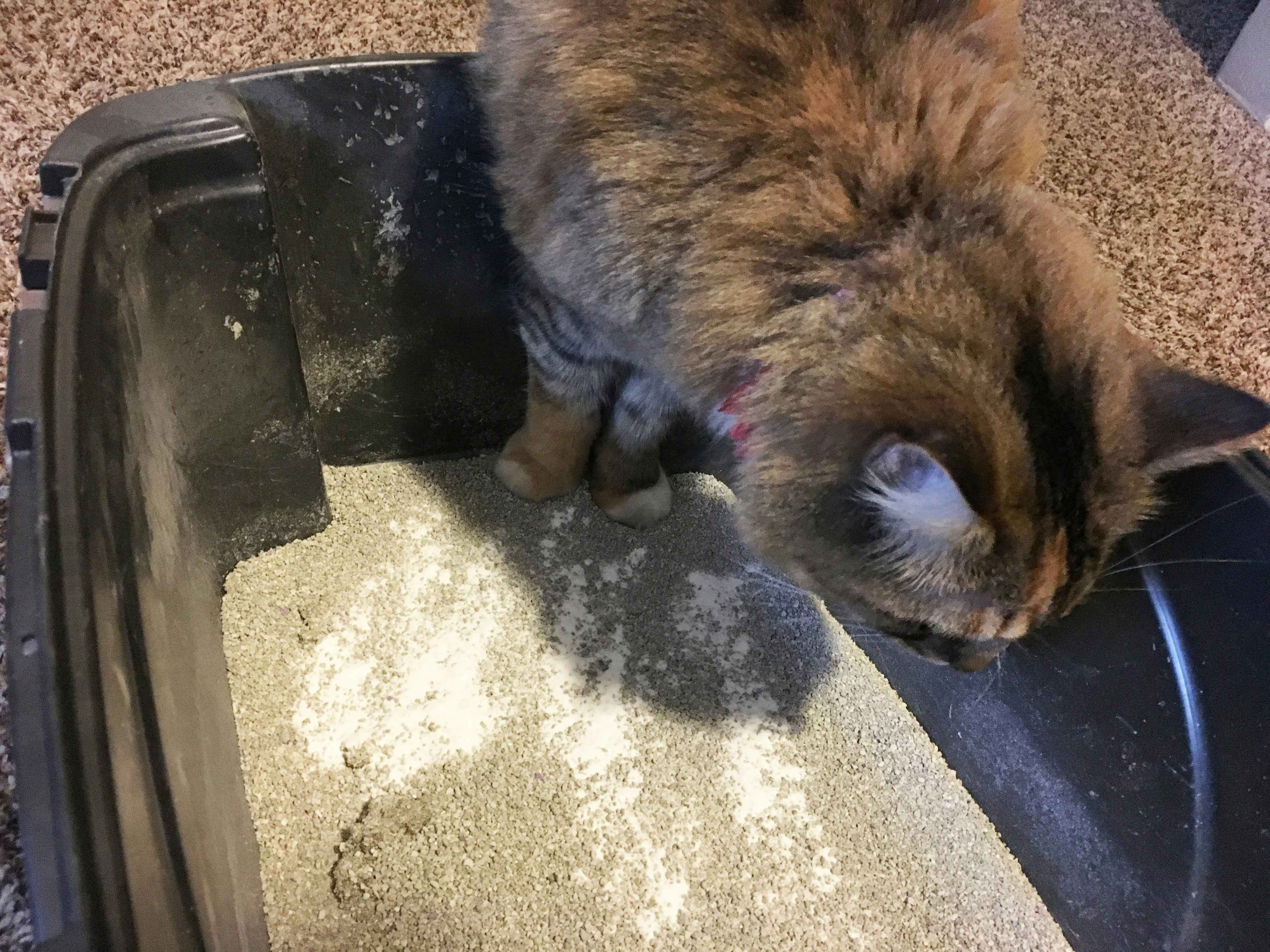 Freshen up your cat's litter box by sprinkling baby powder over it.