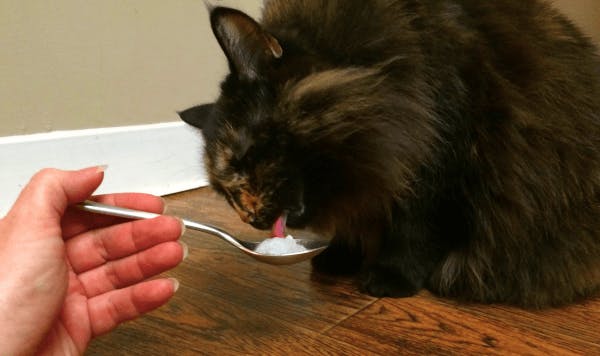 Prevent hairballs by putting coconut oil on your cat's paws or letting them lick a spoonful.