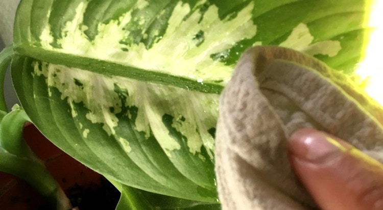 Clean houseplant leaves.