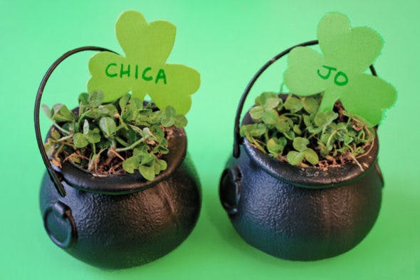 Plant shamrock seeds in a small candy kettle and watch 'em grow.