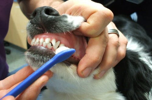Brush your dog's teeth with coconut oil to promote dental health.
