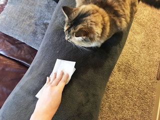 Remove pet hair from your house and wardrobe.