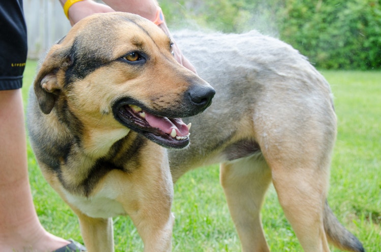 Make dry dog shampoo with baking soda, cornstarch, and lavender essential oil.