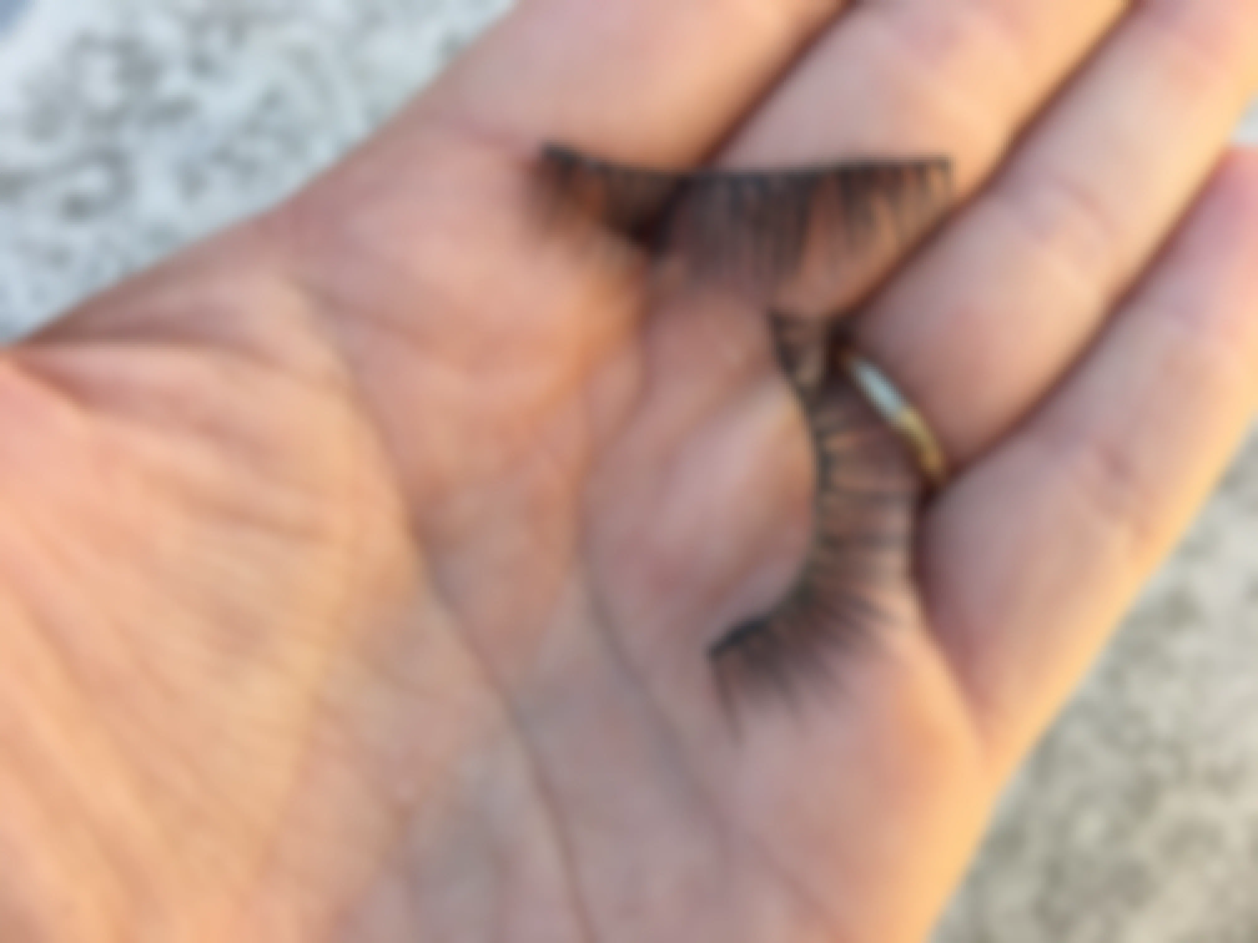 A person holding fake eyelashes in their hand.
