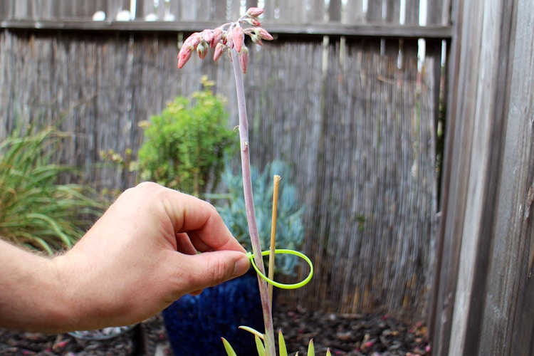 Train and support heavy plants in your garden.