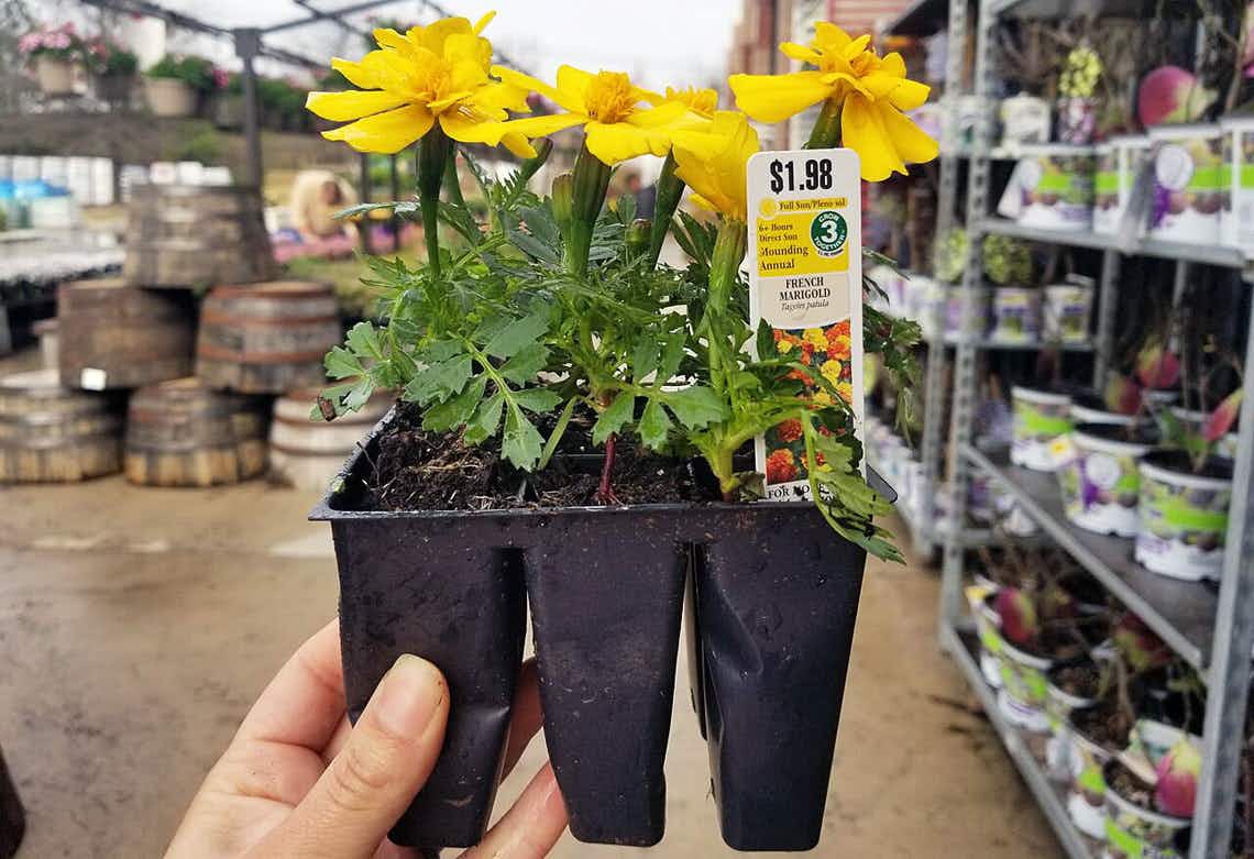 Someone holding up a container of flowers in the Lowe's Garden Center