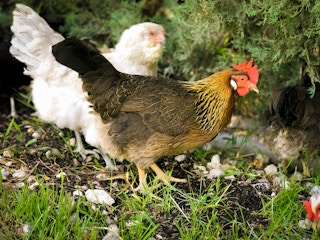 chickens 2018 1525898227