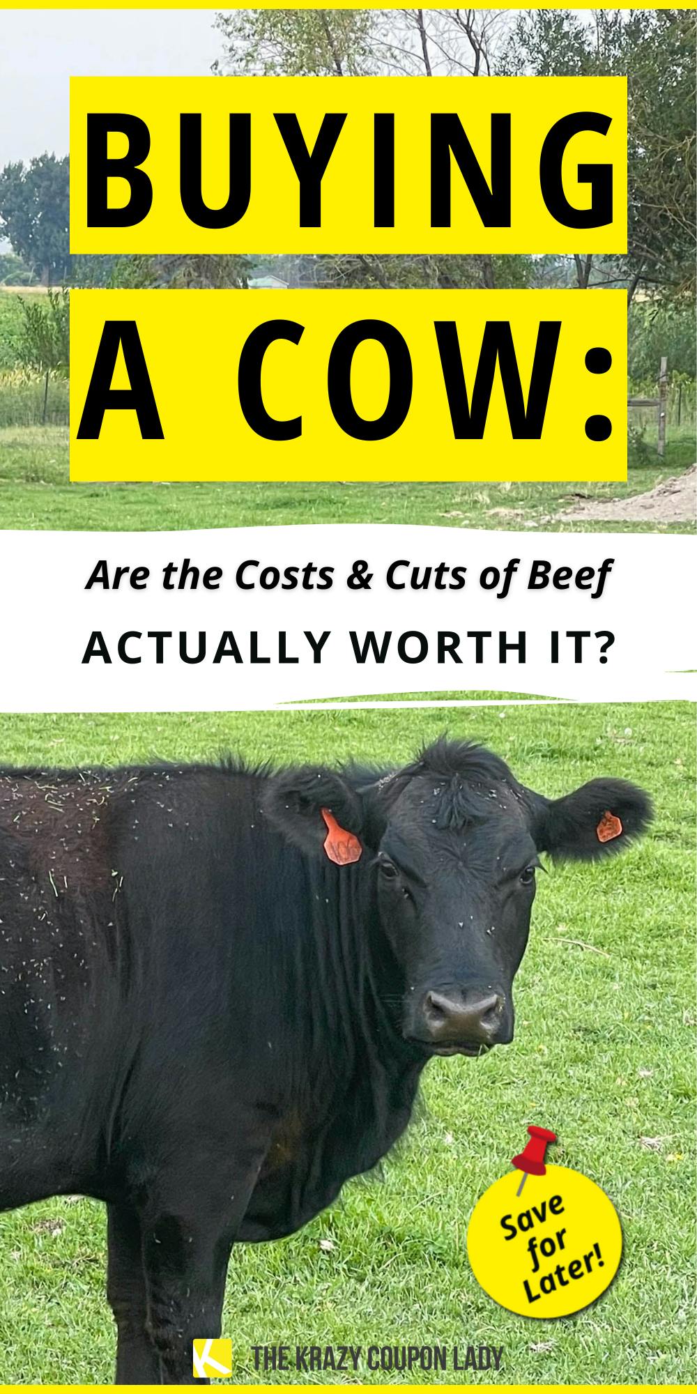 Buying a Cow: Are the Cost and Cuts of Beef Worth It?
