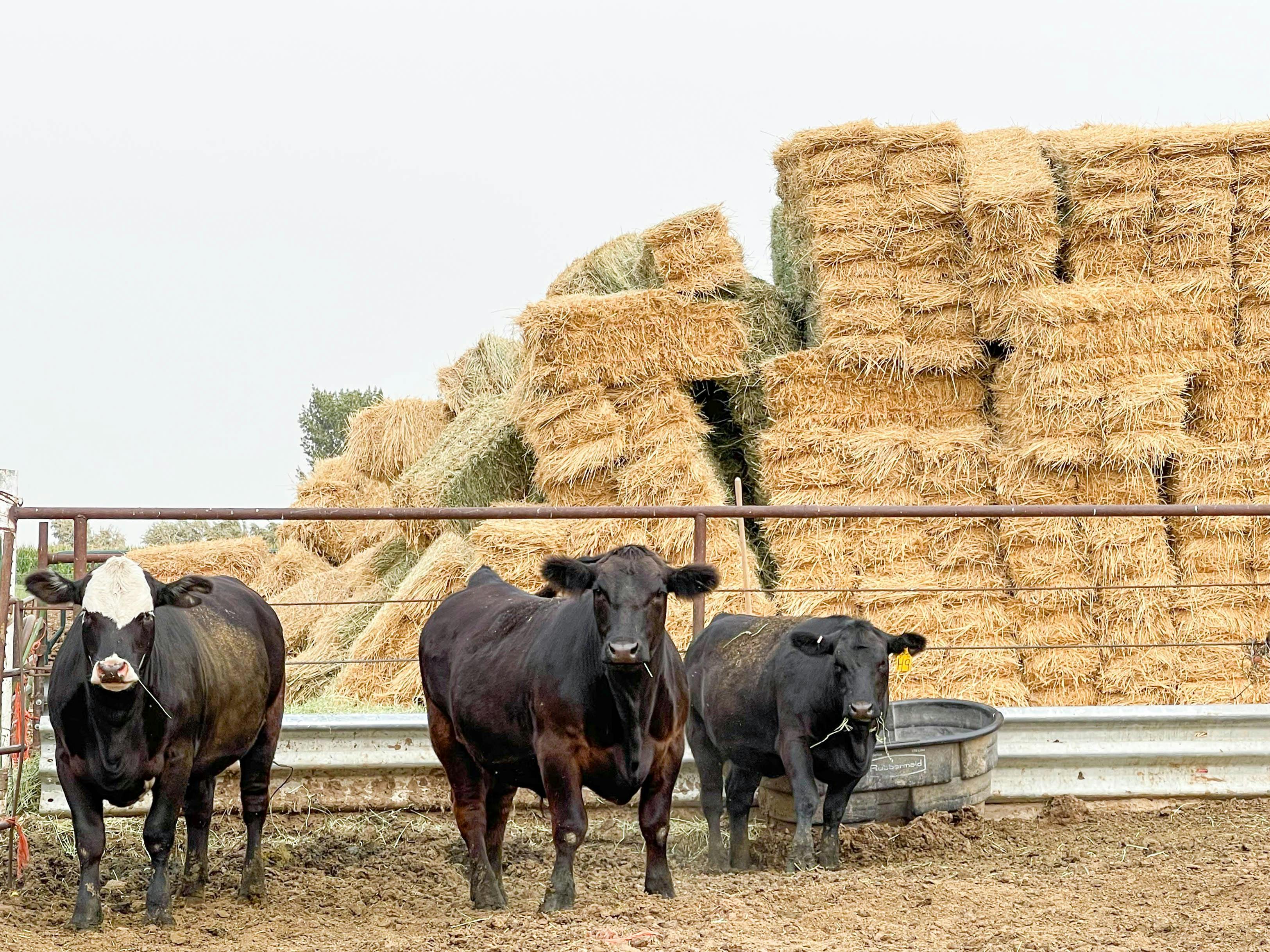 cattle at farm in front of hay