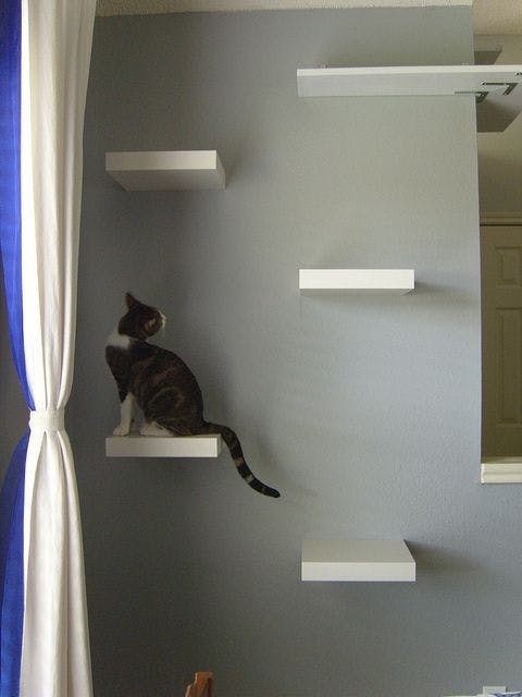 a cat using a diy cat tree using IKEA floating shelves
