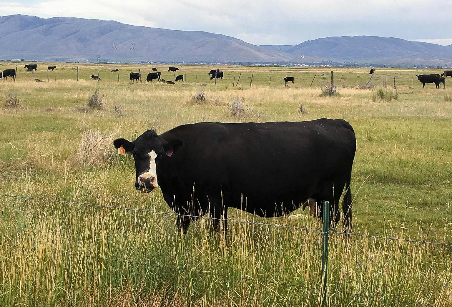 Buying A Cow Are The Cost And Cuts Of Beef Worth It The Krazy Coupon Lady