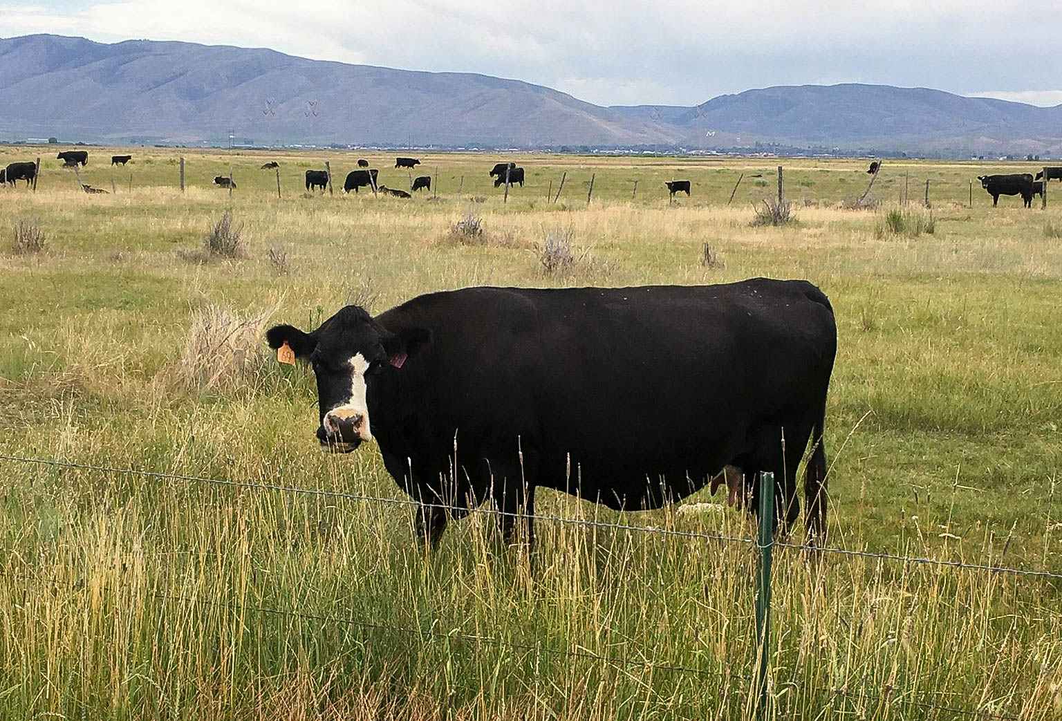 Cow in a pasture eating grass.