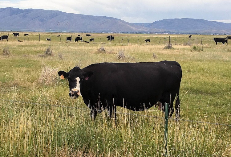 Cow in a pasture eating grass.