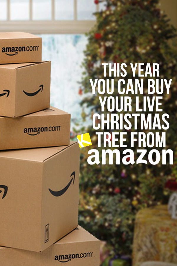 Amazon Wants to Sell You a Live Christmas Tree This Year