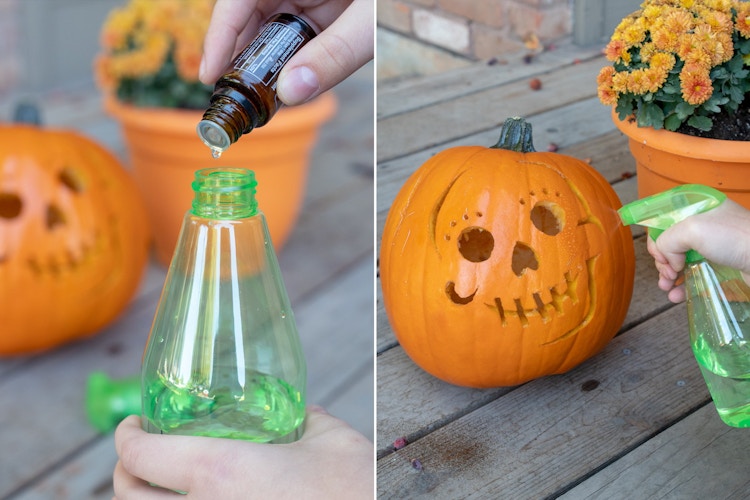 Person adding peppermint oil to a spray bottle and spraying a carved pumpkin