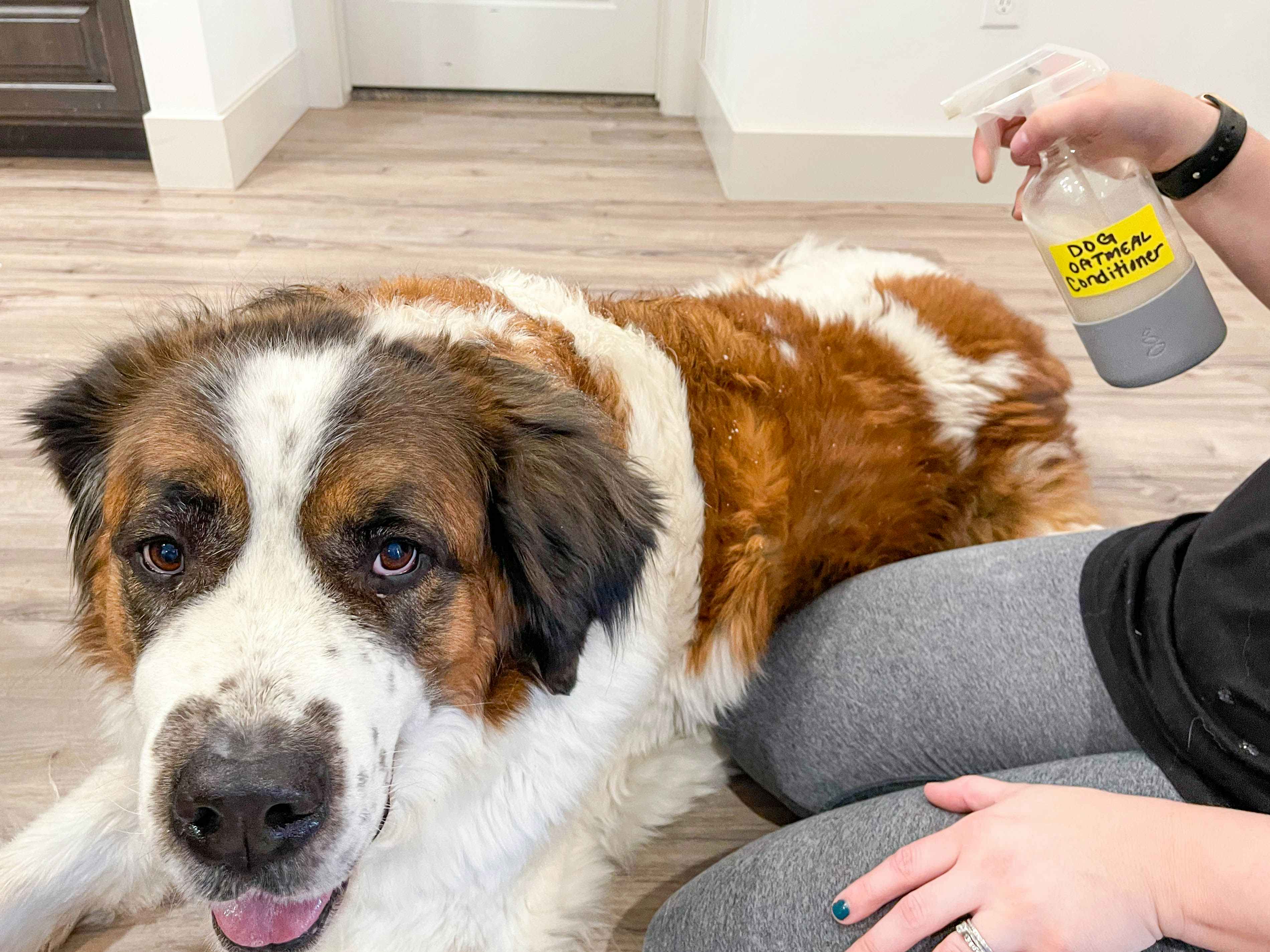 A dog laying down on the floor next to a sitting person who is using a spray bottle to apply DIY Dog Oatmeal conditioner onto its fur.