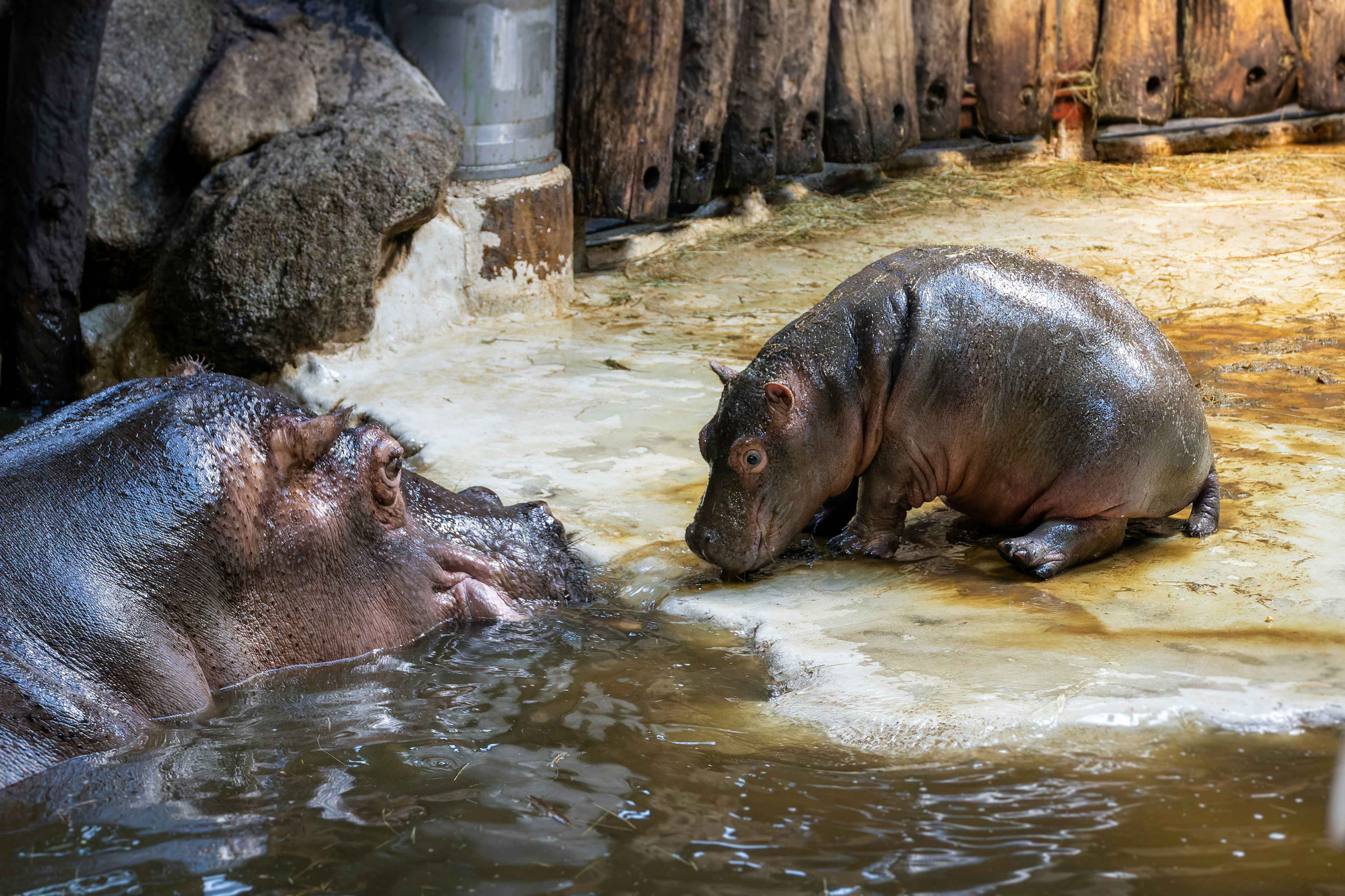 A mom and baby hippopotamus in a zoo.