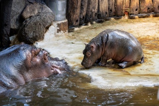 A mom and baby hippopotamus in a zoo.