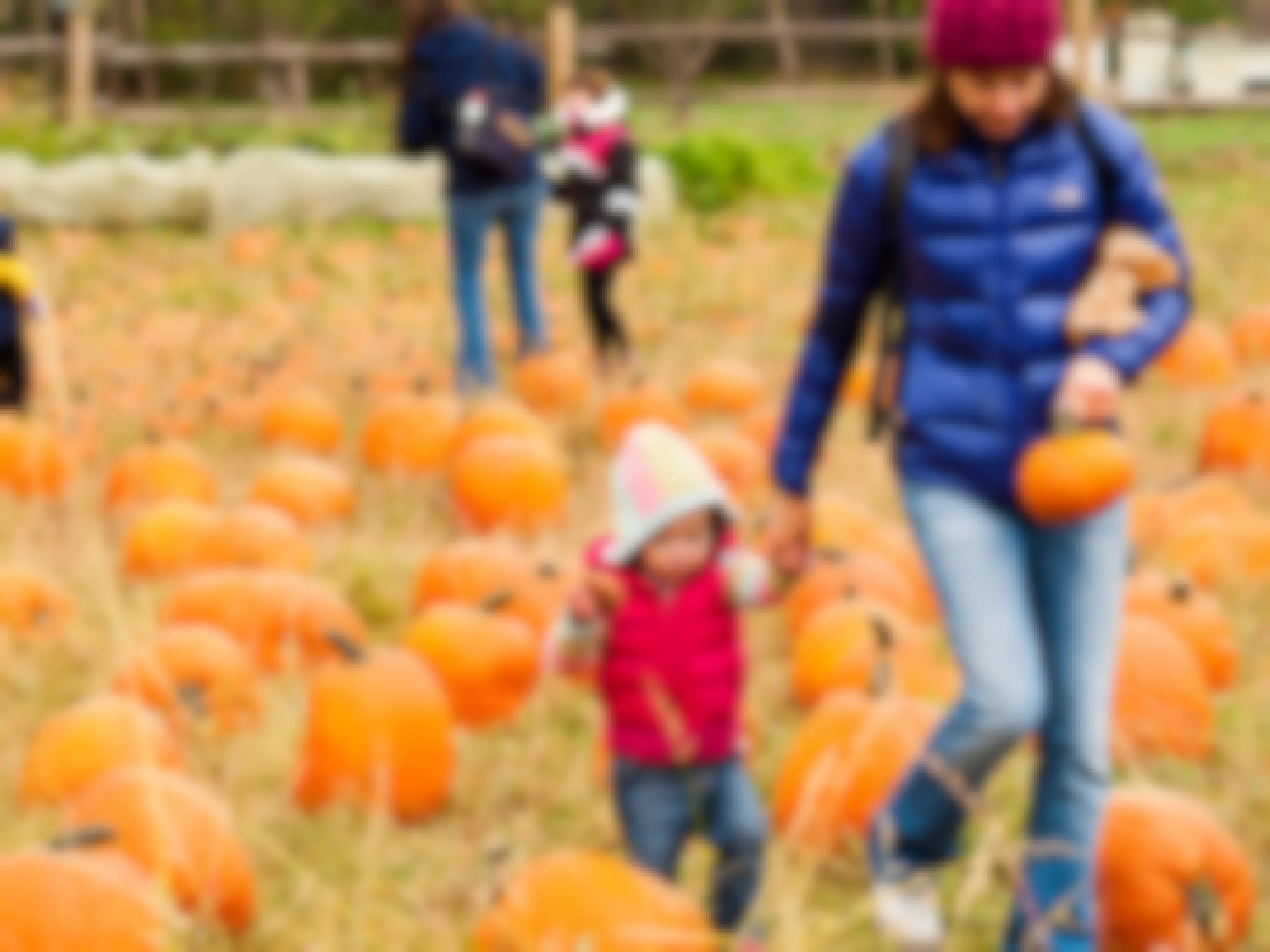 A woman and child walking hand-in-hand through a pumpkin patch