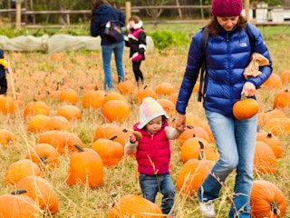 A woman and child walking hand-in-hand through a pumpkin patch