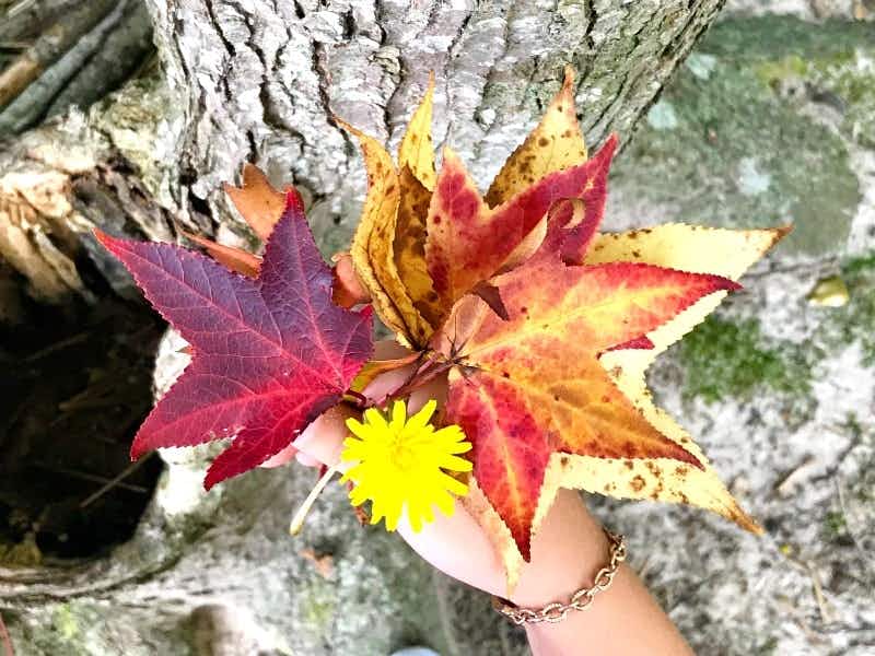A person holding fall leaves in their hand.