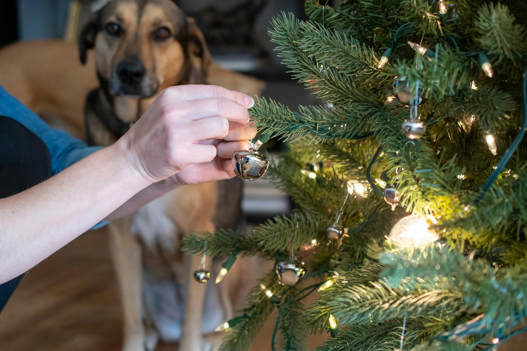 A person hanging bells on bottom branches of a Christmas tree with a dog in the background.