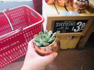 trader joes succulents 2018 1543619731
