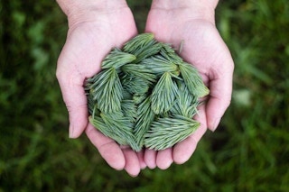 eat your christmas tree 1544711654