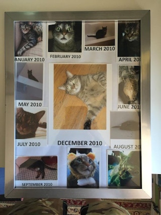 cat collage 1547126824