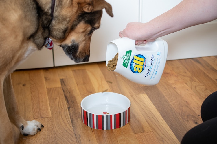 Reuse a laundry detergent bottle as a pet food scoop.