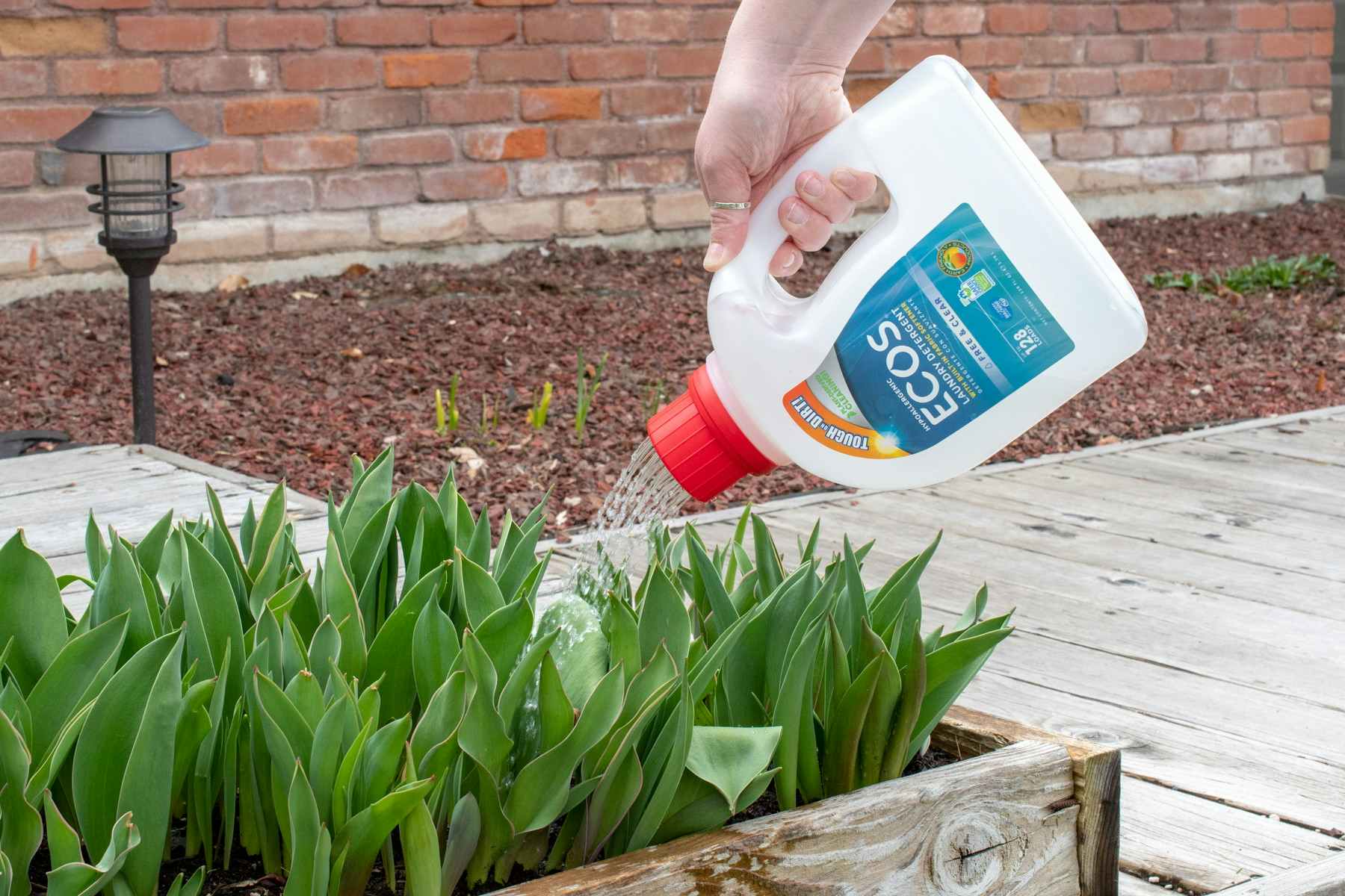 someone using a laundry detergent bottle for a garden watering can
