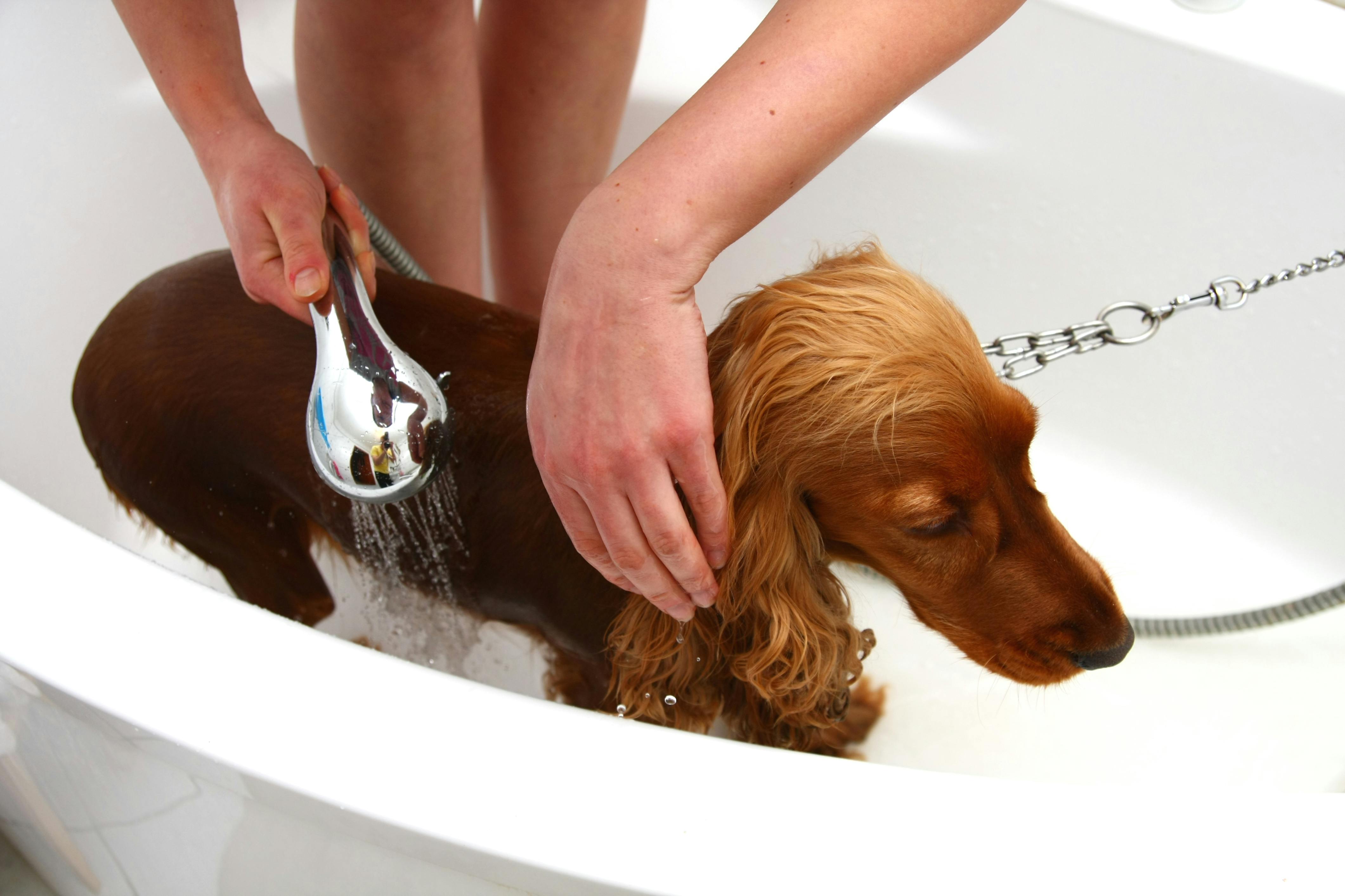 Dog being washed with a spray shower head in a bathtub