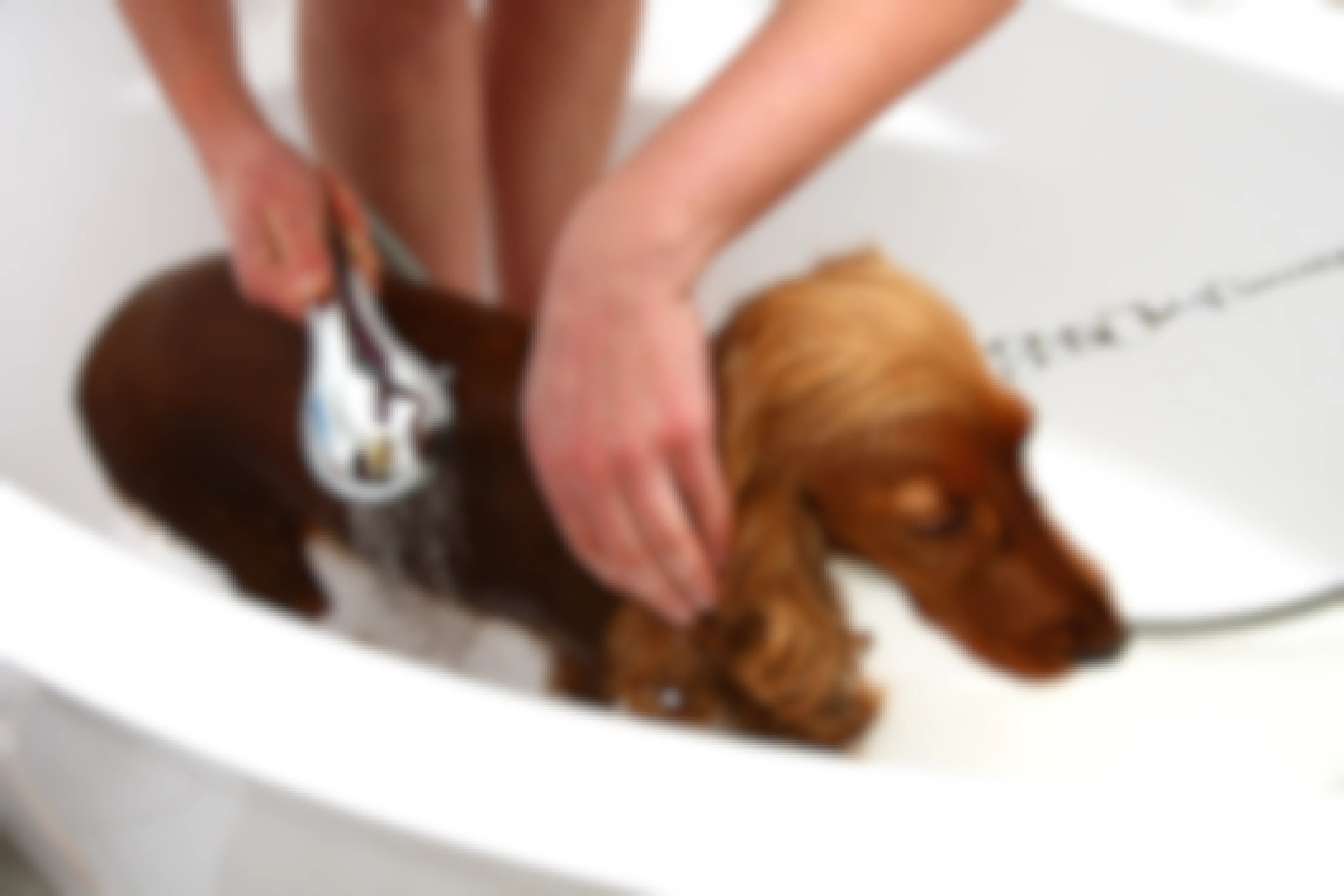 Dog being washed with a spray shower head in a bathtub