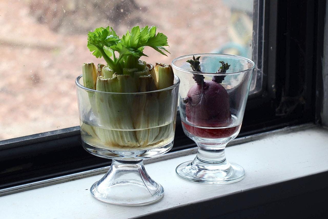 celery and potato in glasses with water