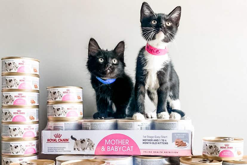 Two kittens sitting on top of a stack of Royal Canin mother and kitten canned cat food.