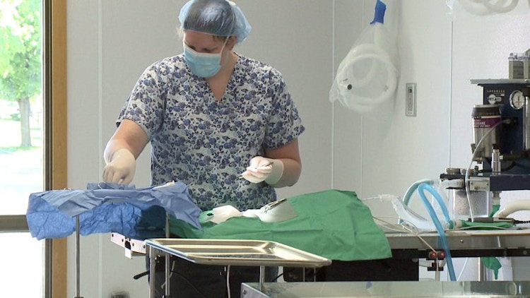 A vet technician working at a table in an animal clinic.