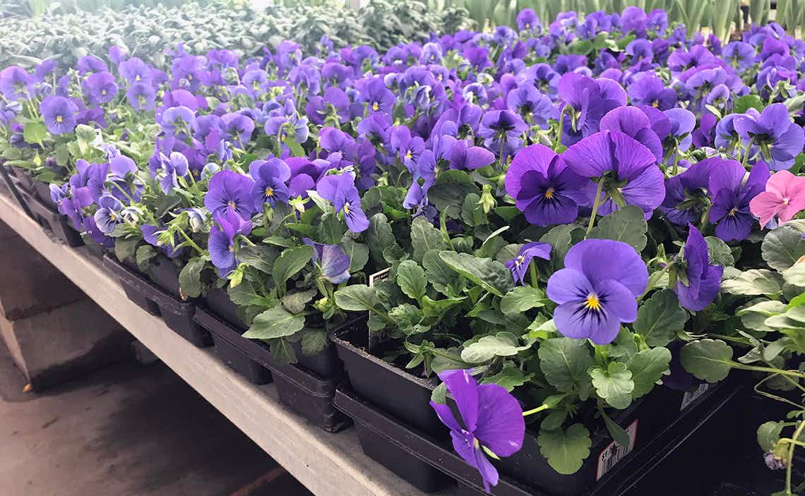 Purple flowers in a greenhouse