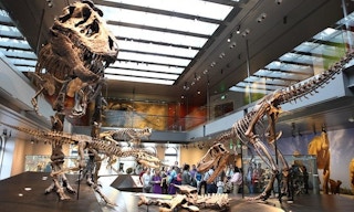 Photo of dinosaur skeletons in a museum