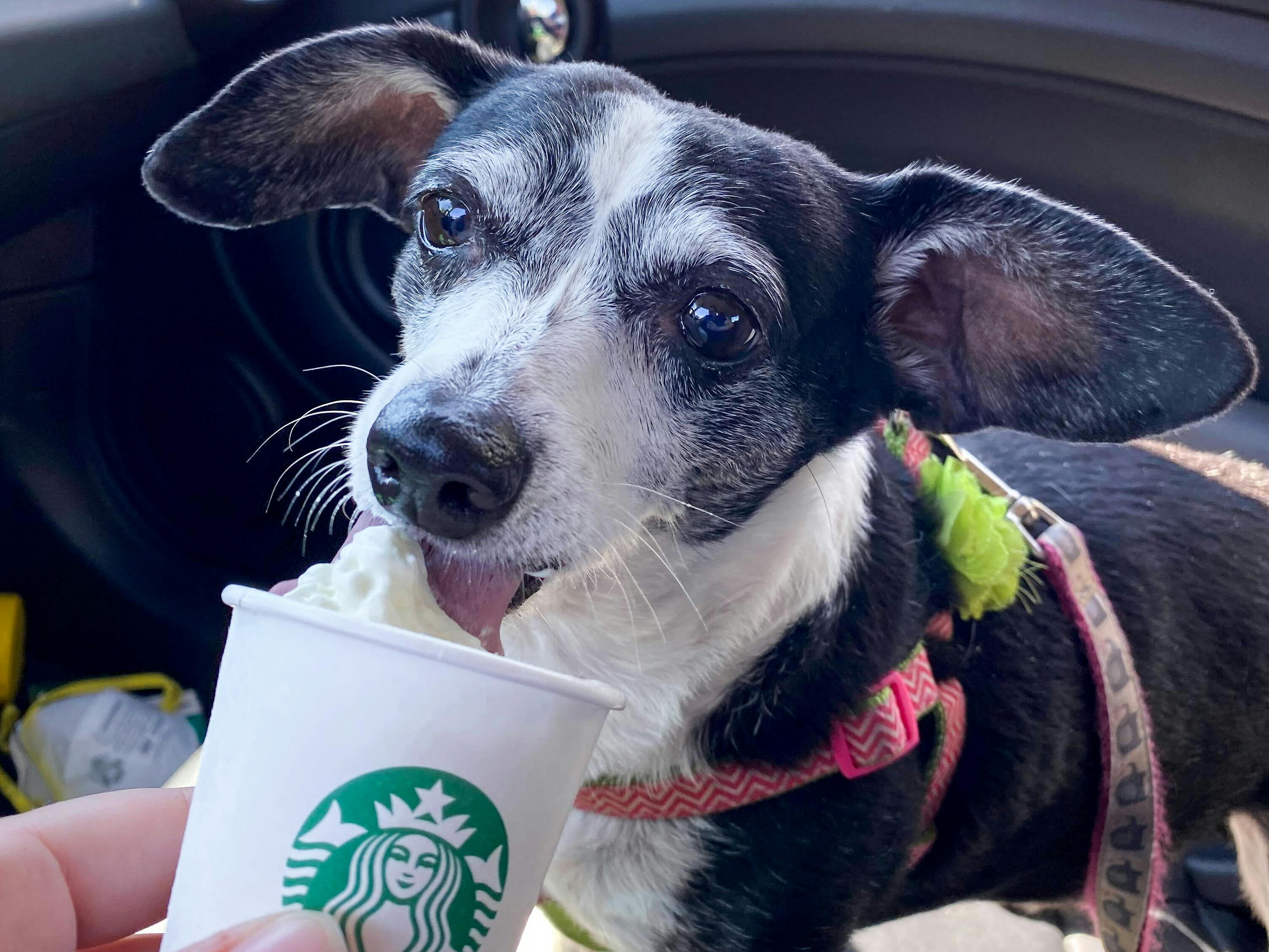A dog licking whipped cream out of a small Starbucks cup.