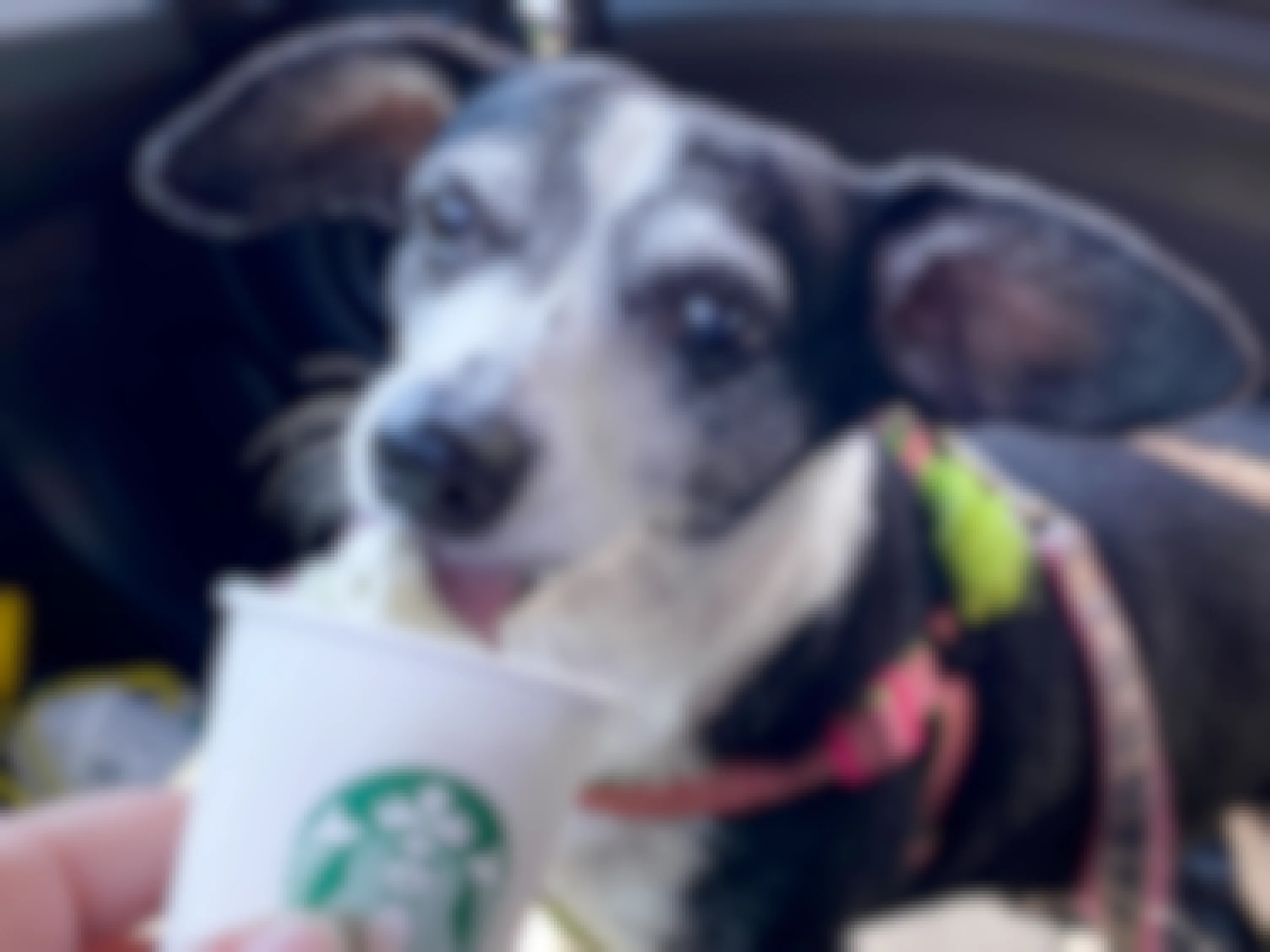 A dog licking whipped cream out of a small Starbucks cup.