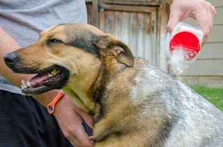 Make Dry Dog Shampoo instead of buying it.