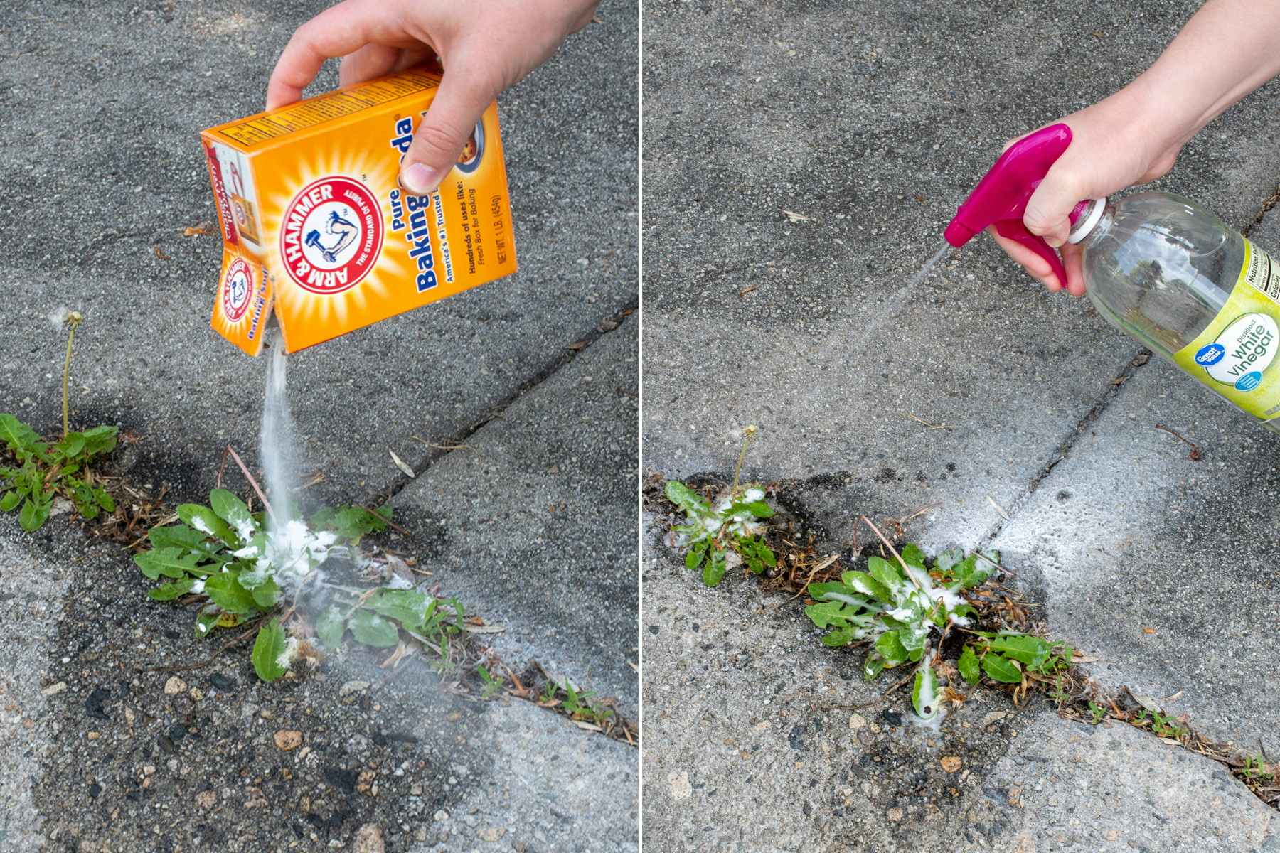 Baking soda being sprinkled on a sidewalk crack then sprayed with vinegar to kill weeds