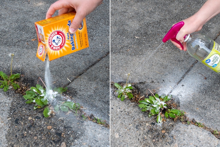 Baking soda being sprinkled on a sidewalk crack then sprayed with vinegar to kill weeds