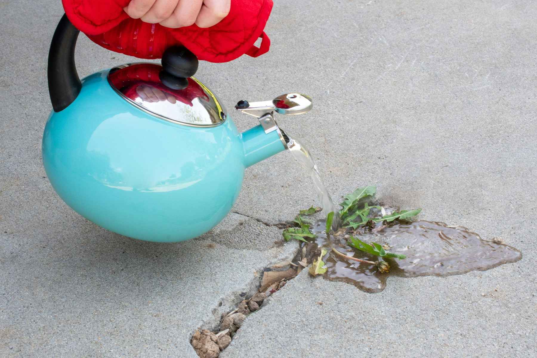 Scald your weeds with boiling water.