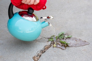 Scald your weeds with boiling water.