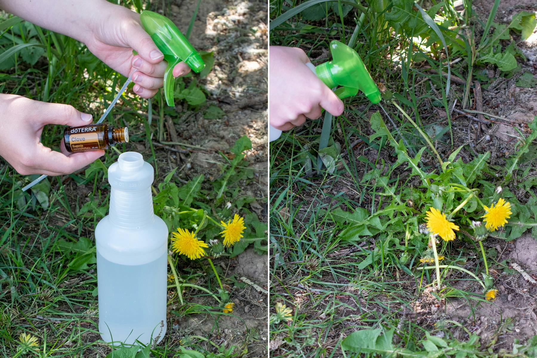 10 Homemade Natural Weed Killers That Actually Work The Krazy 