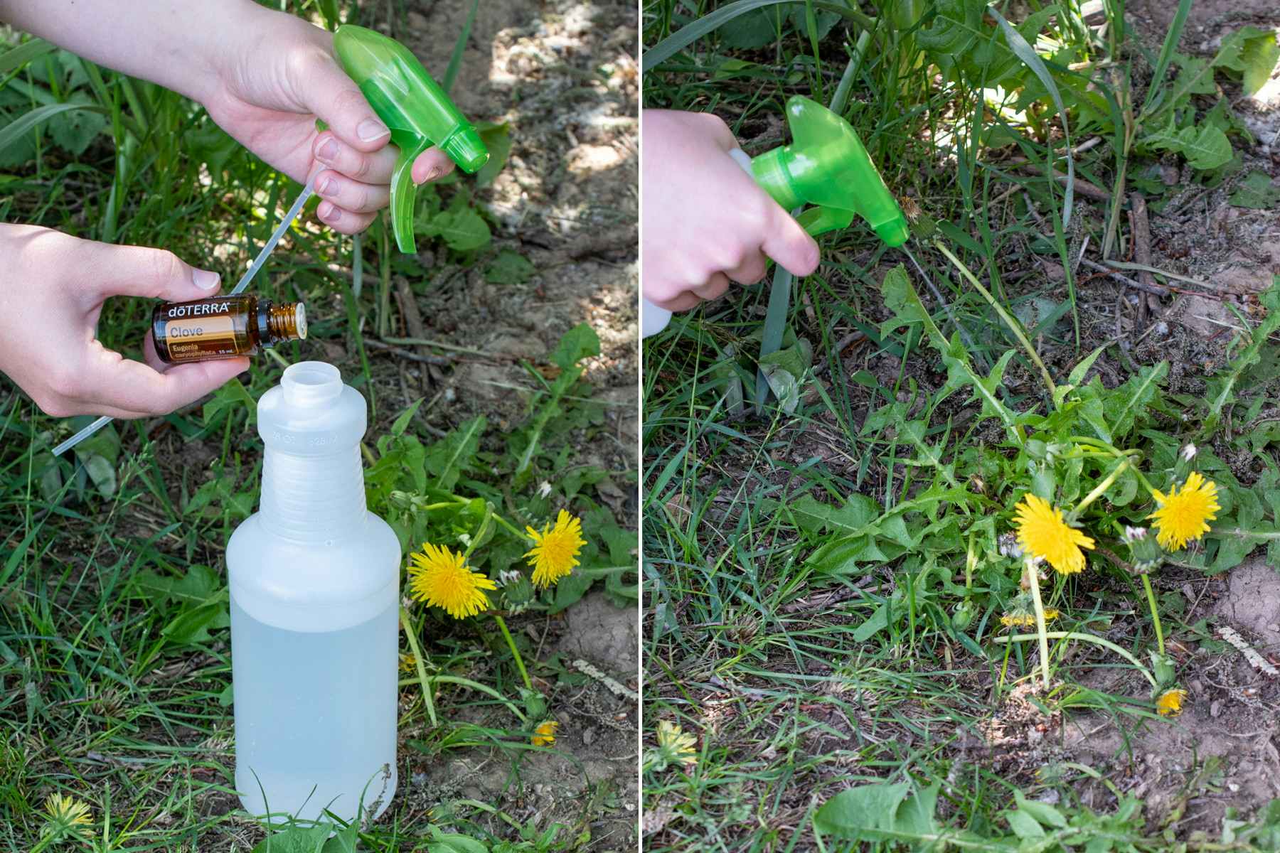 Add clove and peppermint oil to naturally kill weeds and keep away bugs.