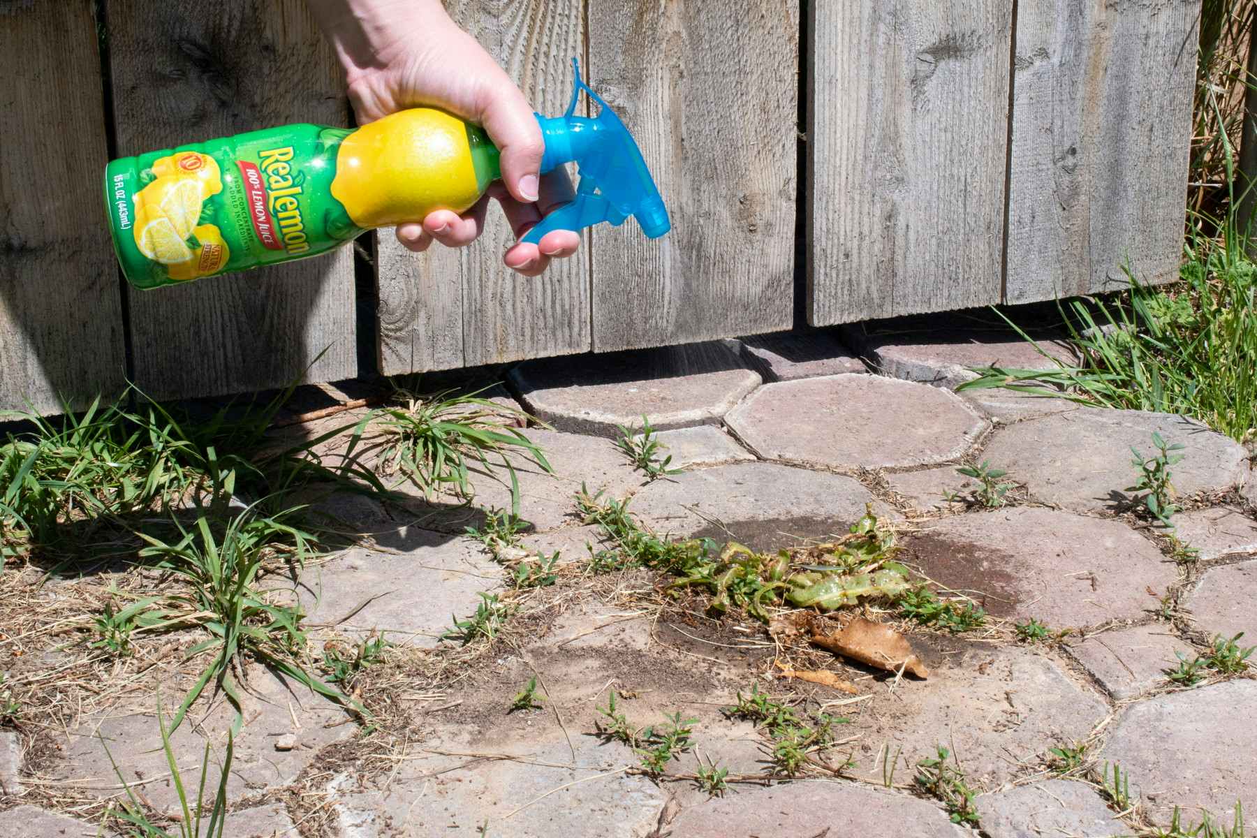 A spray nozzle attached to a bottle of lemon juice and being sprayed onto weeds growing in cracks.